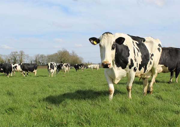 Morton Farm Milk - Pure, Local, and Sustainably Produced