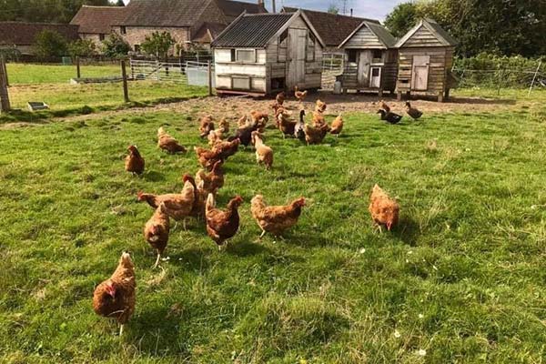 Free range eggs from our free to roam chickens | Morton Farm